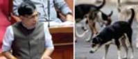 Dogs